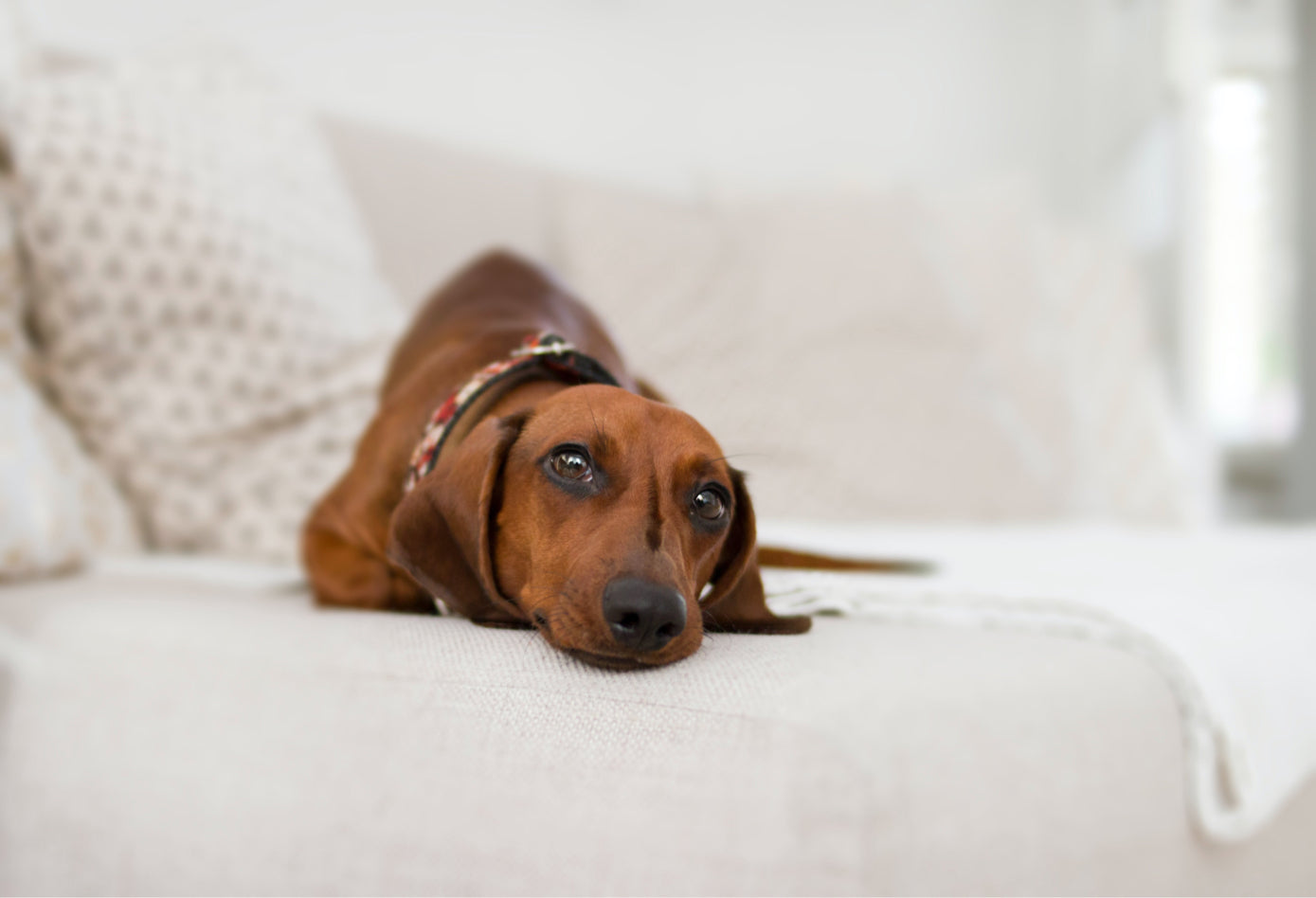 Elevate Your Pet's Sleep Experience with a Stylish and Eco-Friendly Nodax Wooden Pet Bed