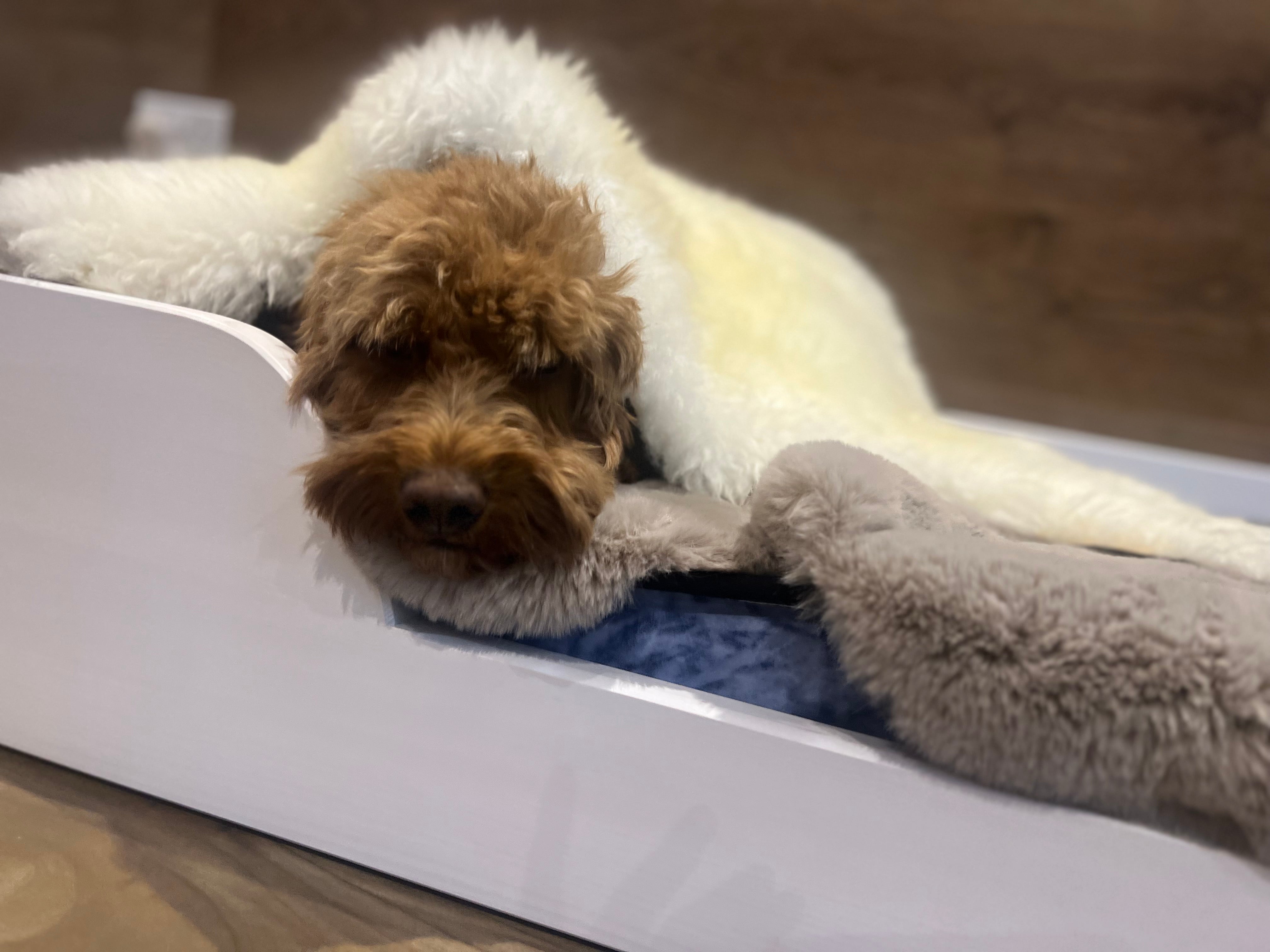 Wooden Bed Frame For Pets - Medium